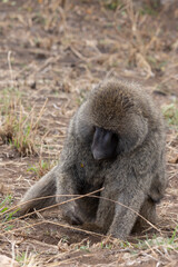 One Male Baboons monkey (papio) sitting in dry grassland in Tarangire National Park in Tanzania East Africa