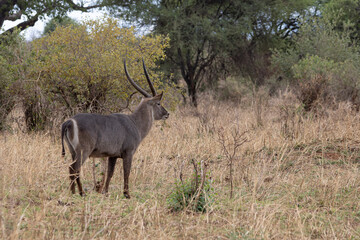 Waterbuck between trees in Tarangire National Park in Tanzania East Africa