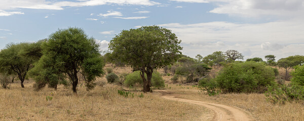 Panoramic view of Tarangire National Park in Tanzania East Africa