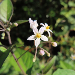 日本で冬にワルナスビが白い花を咲かせています