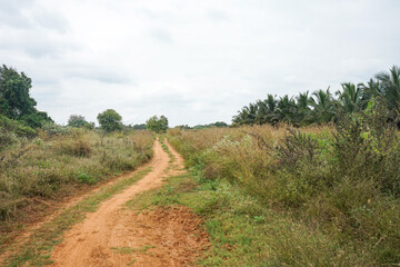 Fototapeta premium India, Karnataka, a path with trees on the side of a dirt road