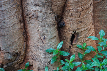 India, Karnataka, a close up of a tree