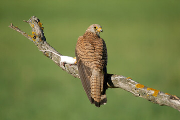 cernicalo primilla en el campo