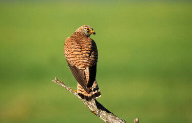 cernicalo primilla en el campo