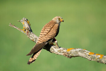 cernicalo primilla en el campo