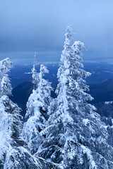 Snow-covered Christmas trees high in the mountains