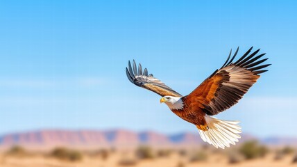 Naklejka premium Emotional Value concept. Majestic eagle soaring against a clear blue sky.