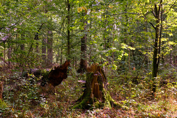Summertime deciduous forest with broken old tree