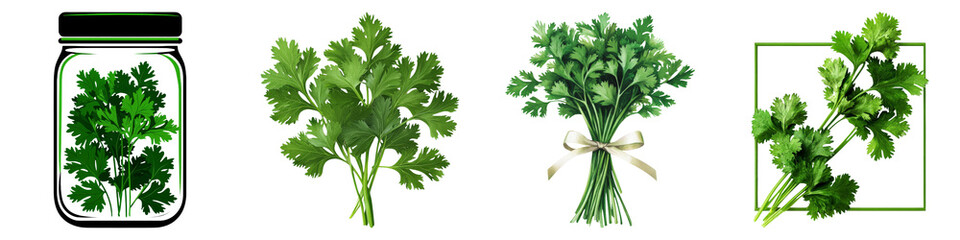 Coriander-Clipart concept. Fresh green cilantro displayed in various arrangements on Transparent background.