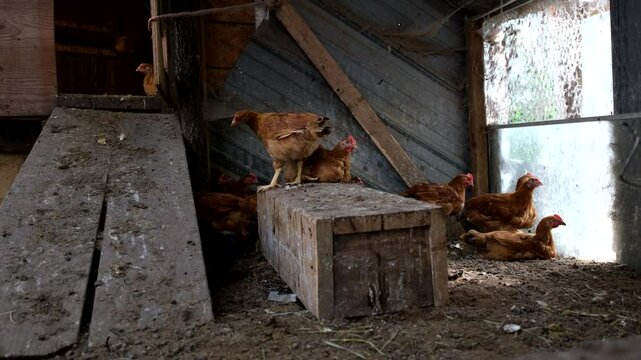 Few young broilers sit or walk in the corner or outdoor enclosure as animals being cage free raised in backyard organic farm