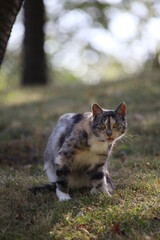 Eine Katze blickt gespannt auf das was kommt