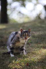 Eine Katze blickt gespannt auf das was kommt