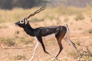 A Black buck male (Antilope cervicapra) running on the grasslands of bhisnoi village in  Rajasthan, india.