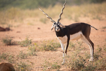 A lone Black Buck running and posing in the wild grasslands of bhisnoi villiage in Rajasthan in india.
