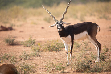 A lone Black Buck running and posing in the wild grasslands of bhisnoi villiage in Rajasthan in india.
