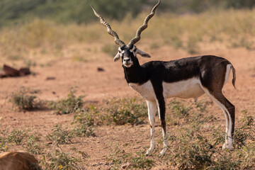 A lone Black Buck running and posing in the wild grasslands of bhisnoi villiage in Rajasthan in india.