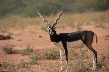 A lone Black Buck running and posing in the wild grasslands of bhisnoi villiage in Rajasthan in india.