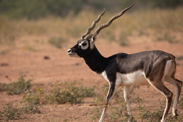 A lone Black Buck running and posing in the wild grasslands of bhisnoi villiage in Rajasthan in india.