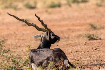 A lone Black Buck running and posing in the wild grasslands of bhisnoi villiage in Rajasthan in india.