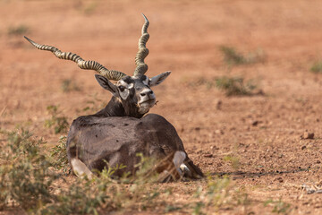 A lone Black Buck running and posing in the wild grasslands of bhisnoi villiage in Rajasthan in india.