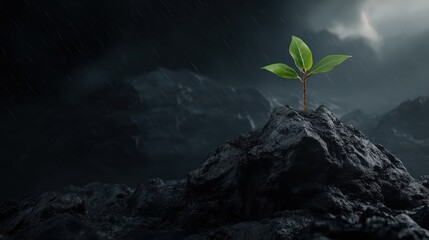 A small plant's triumph, life flourishing on mountain summit resilient