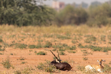 A lone Black Buck running and posing in the wild grasslands of bhisnoi villiage in Rajasthan in india.