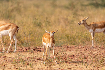 Naklejka premium A Group of black Buck female with its calfs grazing in wild grasslands of bhisnoi village of rajasthan in india
