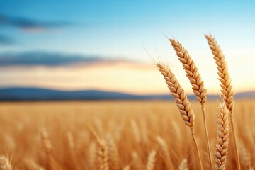 Fototapeta premium Emotional Value concept. Golden wheat against a clear blue sky at sunset.