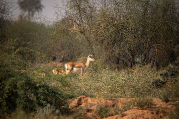 A Family of black buck family amist of bushes in  grasslands in bhisnoi village in Rajasthan