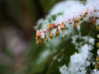 12月に降り始めた雪が積もる小さなアセビの蕾