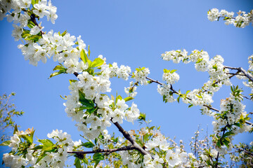 Cherry white blossoms branches on clear blue sky