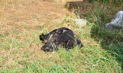 a dead eagle is laying in the grass