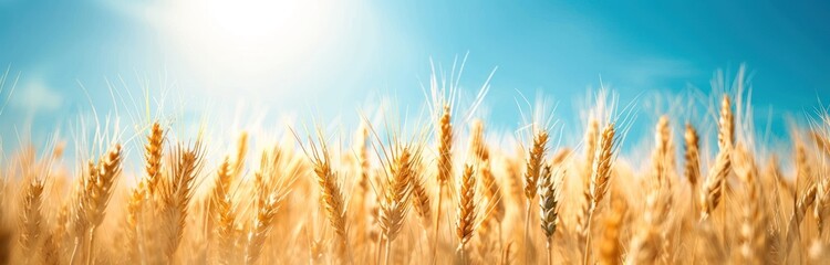 Golden Wheat Field Under Sunny Sky.