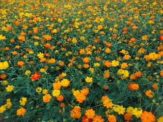 field of yellow flowers