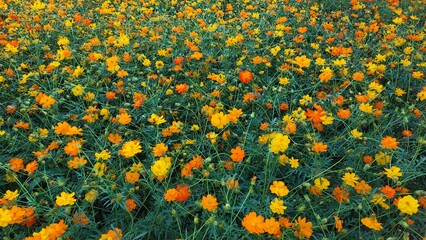 yellow and red flowers