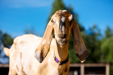 Portrait of brown Nubian goat with long ears, looking at camera. Close-up wildlife concept.