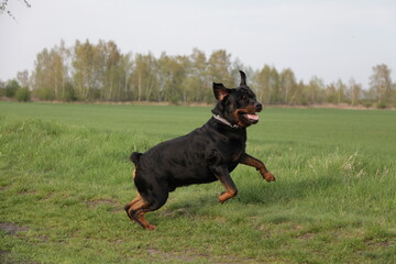 Rottweiler läuft und springt beim Spielen auf der Wiese