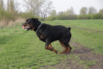 Obraz premium Rottweiler läuft und springt beim Spielen auf der Wiese
