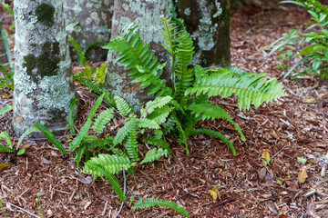 Close-up of ferns  growing at the base of palm trees
