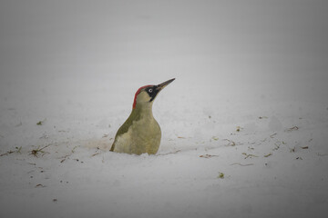 Green woodpecker, Picus viridis, medium-sized climbing bird of the woodpecker family, female in snow.