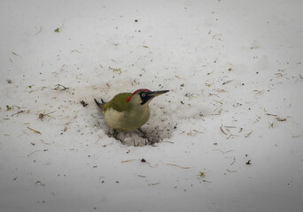 Green woodpecker, Picus viridis, medium-sized climbing bird of the woodpecker family, female in snow.
