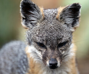 close up portrait of a fox