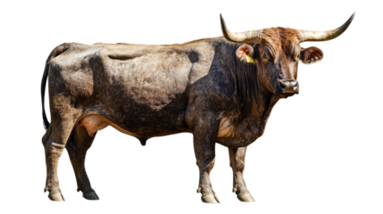 Powerful Bull: A majestic bull, standing tall and confident, with a powerful physique and piercing gaze. This captivating image captures the raw energy and strength of this magnificent creature. 