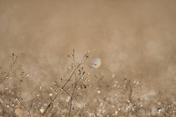 Morning Dew Shimmering on a Summer Meadow; Toyama, Japan