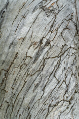 Texture of termite trails on an old dead tree trunk