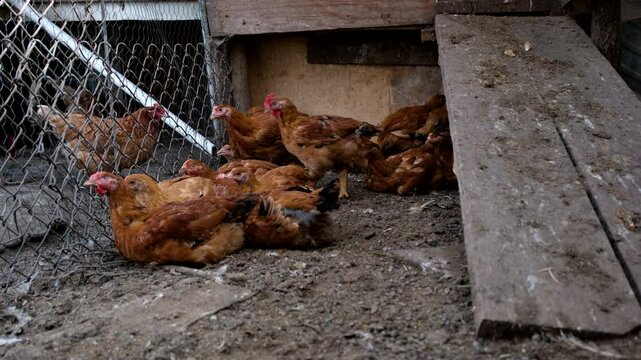 Hand held shot of few young broilers gather in the corner of the enclosure while animals being cage free organically raised in back yard farm