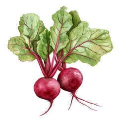Fresh Beetroot with Leaves Isolated on transparent Background 