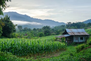 Corn farm in thailand.