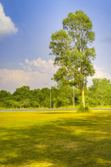 Infrared photography, a large tree standing alone in a grassy area. The sky above is blue with some clouds