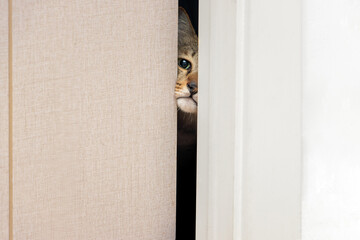 The cat is trying to open the door with its paw